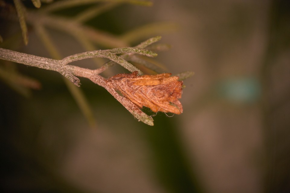Coleophora uralensis - uráli zsákosmoly