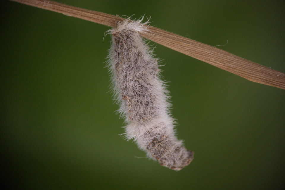 Coleophora pennella - vértőrágó zsákosmoly