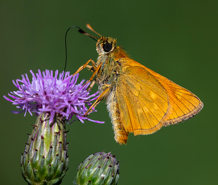 Ochlodes sylvanus - erdei busalepke
