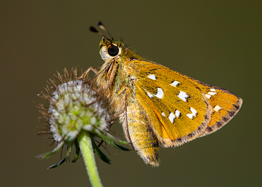 Hesperia comma - vesszős busalepke