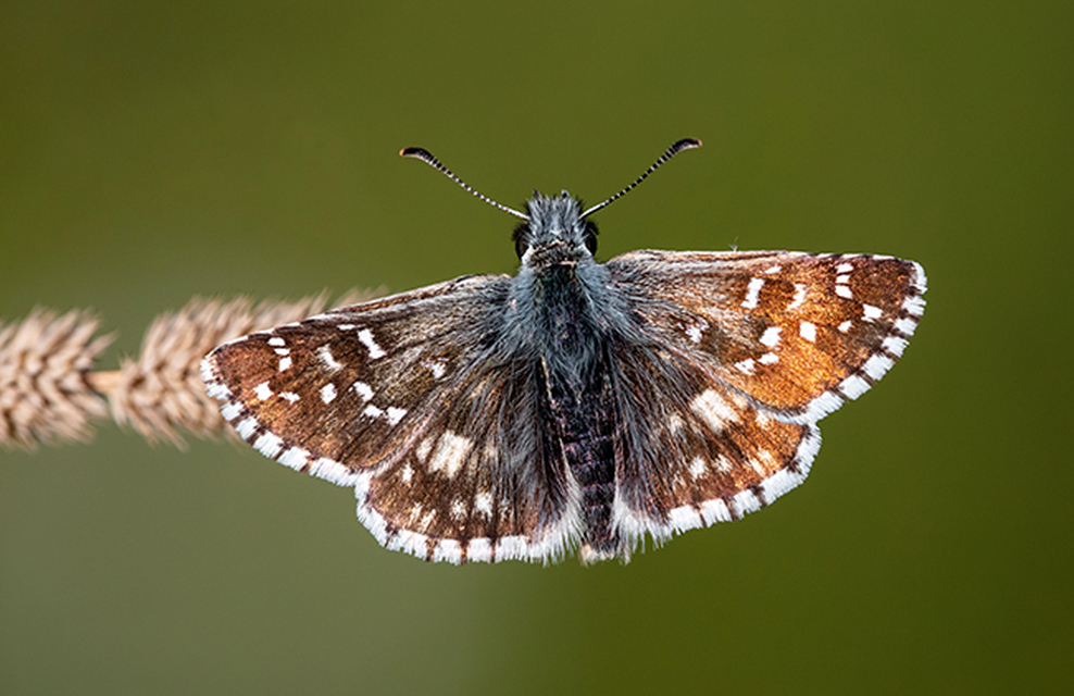 Pyrgus armoricanus - feles busalepke