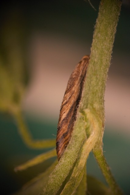 Coleophora fuscociliella - füstösrojtú zsákosmoly