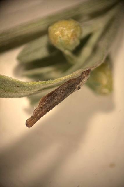 Coleophora ditella - mezeiürömevő zsákosmoly