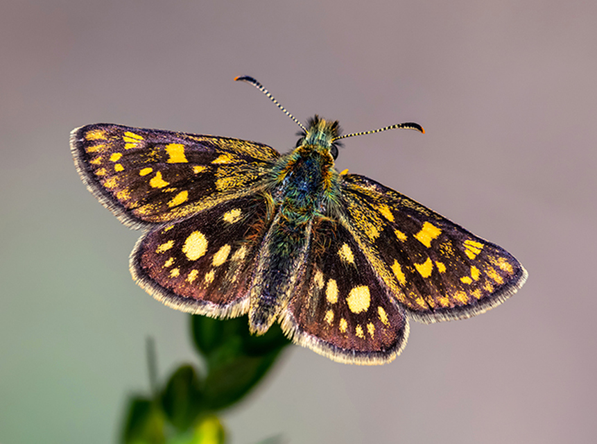 Carterocephalus palaemon - kockás busalepke
