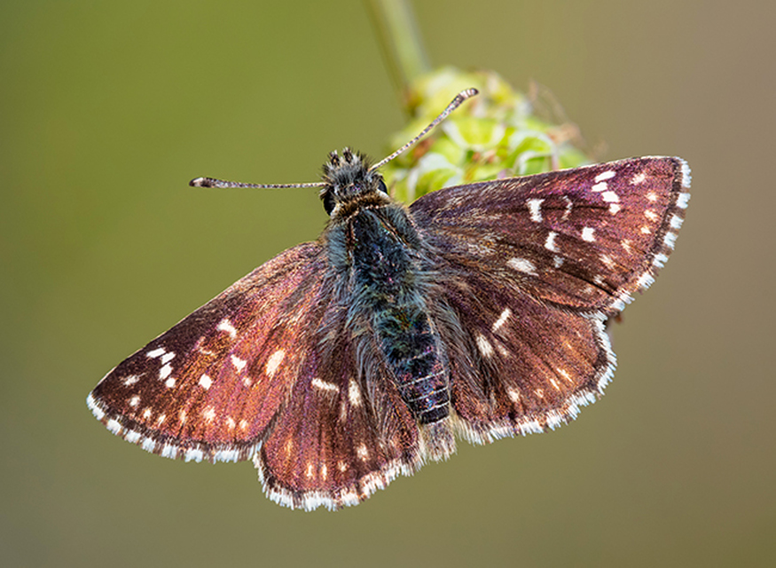 Spialia orbifer - törpe busalepke
