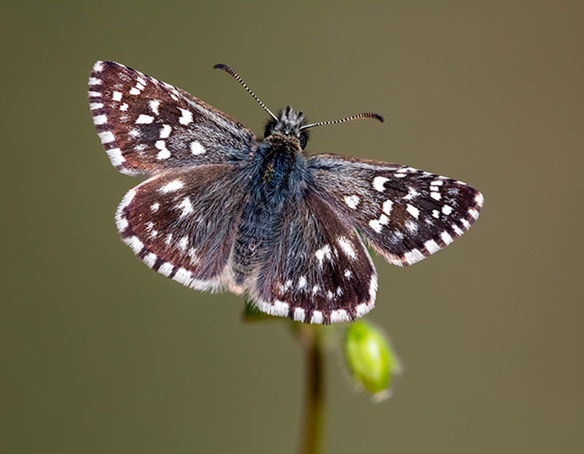 Pyrgus malvae - kis busalepke