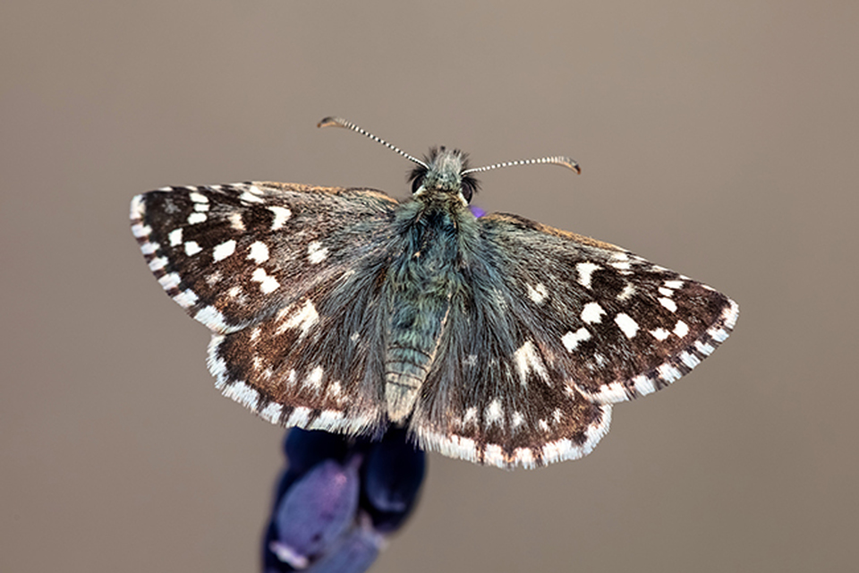 Pyrgus malvae - kis busalepke
