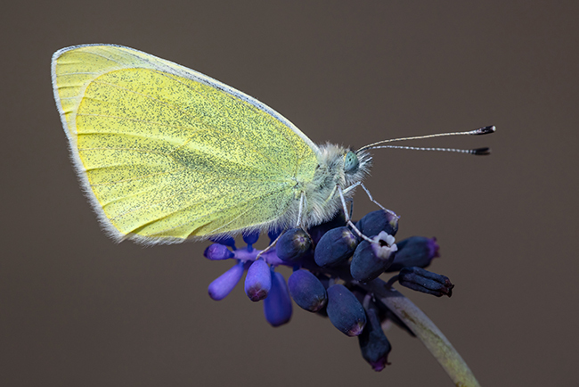 Pieris ergane - sziklai fehérlepke