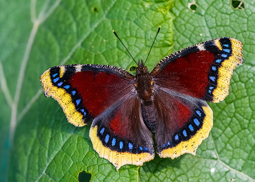Nymphalis antiopa - gyászlepke