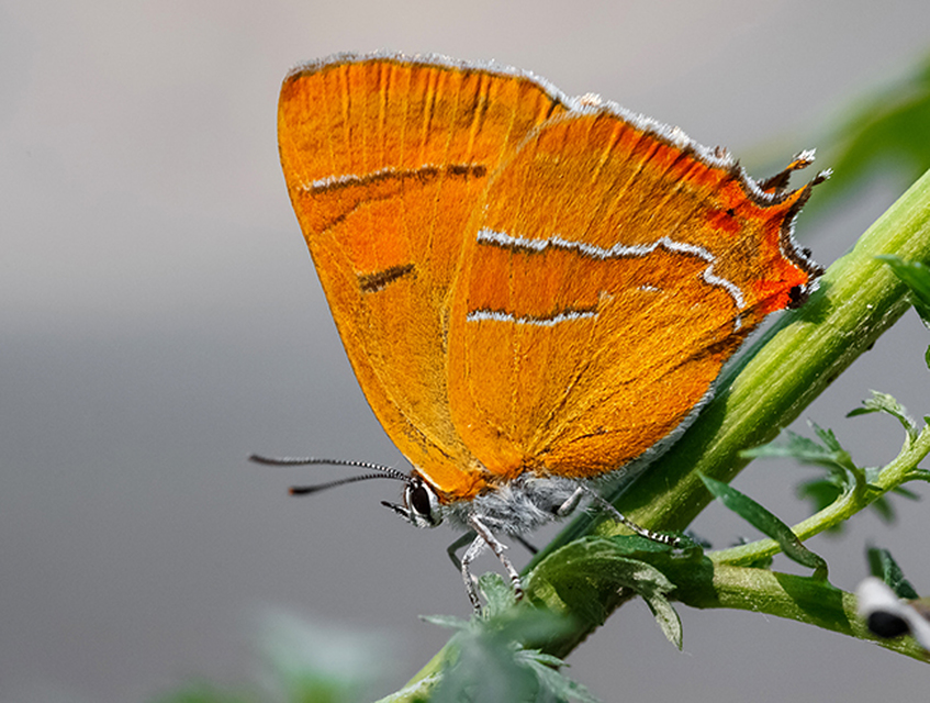 Thecla betulae - nyírfalepke