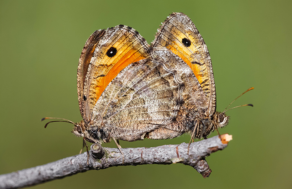 Arethusana arethusa - közönséges szemeslepke