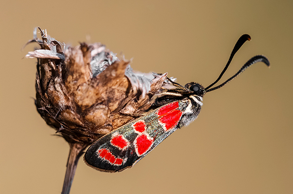 Zygaena carniolica - fehérgyűrűs csüngőlepke