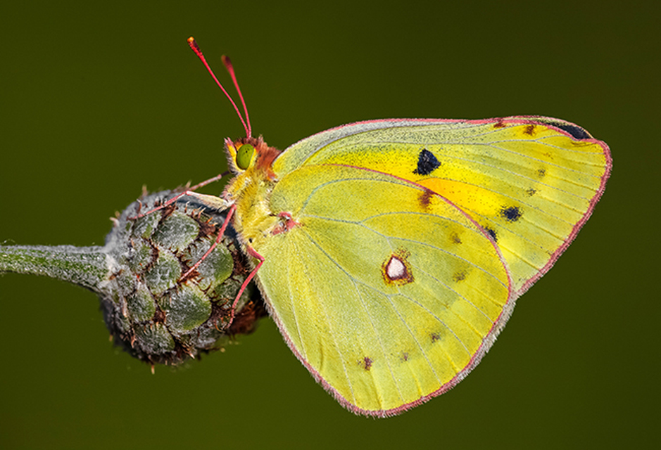Colias chrysotheme - dolomit-kéneslepke