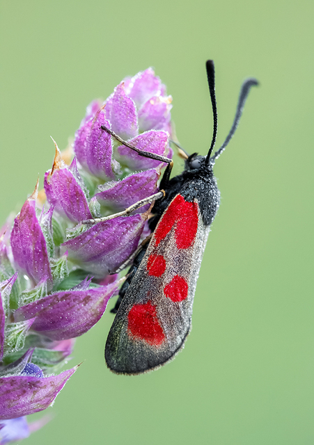 Zygaena loti - közönséges csüngőlepke