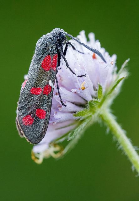 Zygaena filipendulae - acélszínű csüngőlepke