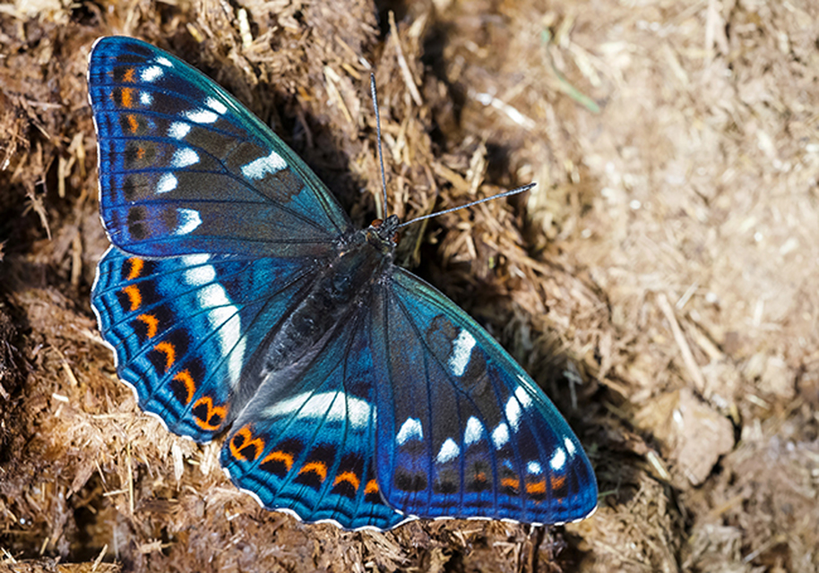 Limenitis populi - nagy nyárfalepke