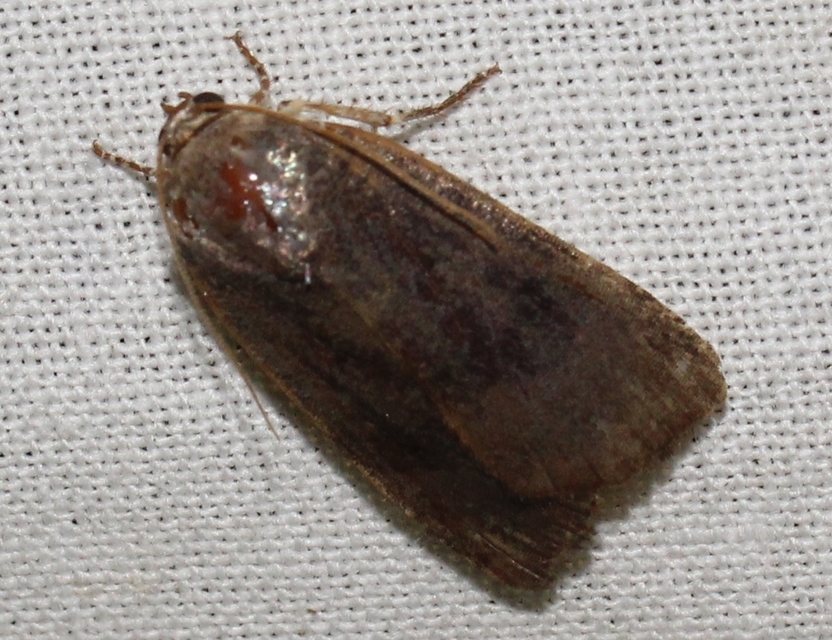 Noctua janthina - tarka sárgafűbagoly