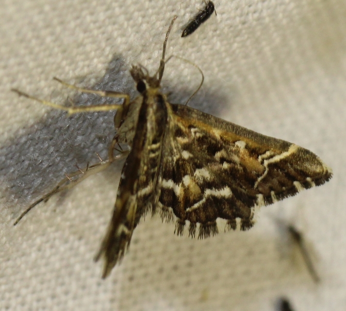 Diasemia reticularis - betűmintás tűzmoly