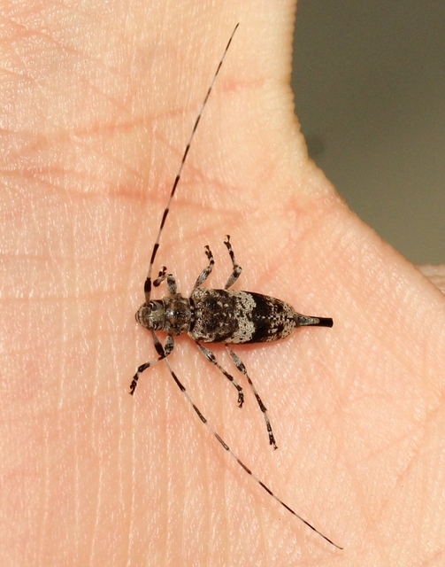 Acanthocinus griseus - szürke daliáscincér