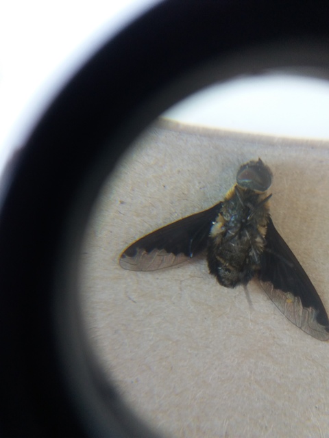 Hemipenthes velutina - bársonyos gyászlégy