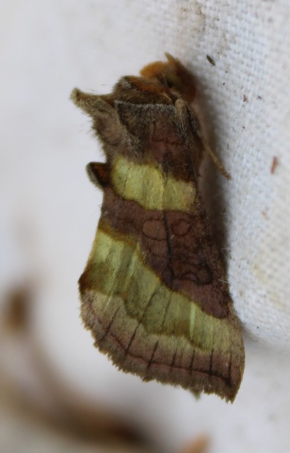 Diachrysia chrysitis - aranybagoly