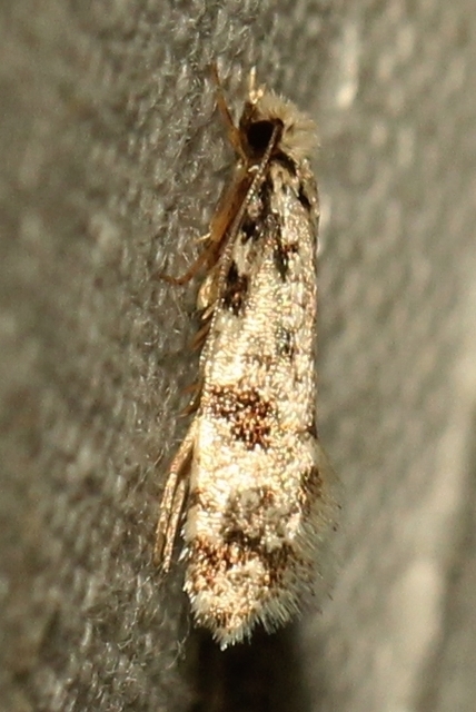 Nemapogon