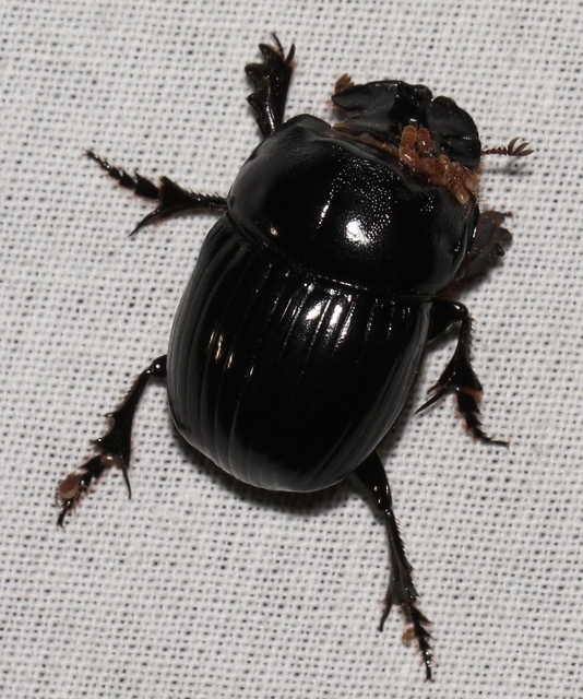 Copris lunaris - közönséges holdszarvú-ganéjtúró