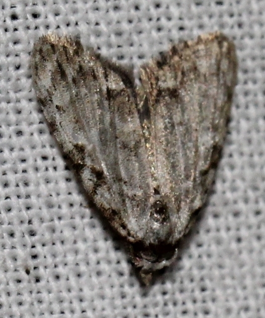 Meganola strigula - hamvas pamacsosszövő