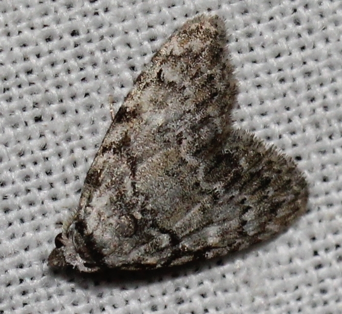 Meganola strigula - hamvas pamacsosszövő