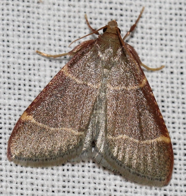 Hypsopygia glaucinalis - rezes fényilonca