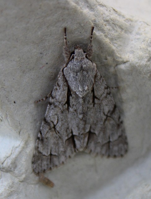 Acronicta cuspis/tridens/psi