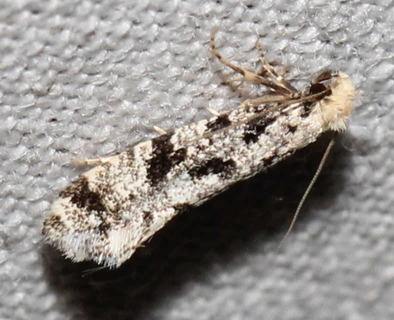 Nemapogon