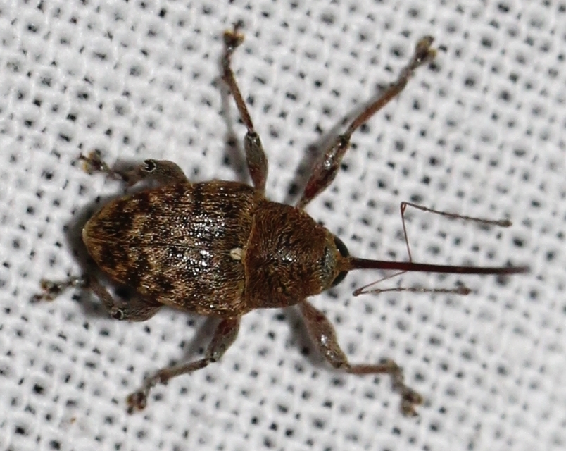 Curculio glandium - tölgymakkzsuzsóka
