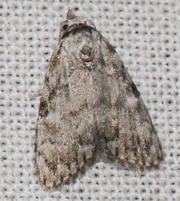 Meganola strigula - hamvas pamacsosszövő