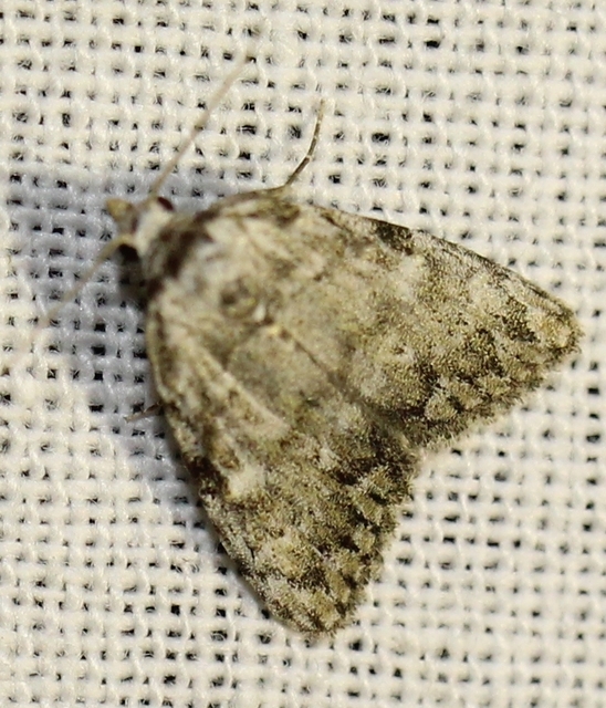 Meganola strigula - hamvas pamacsosszövő
