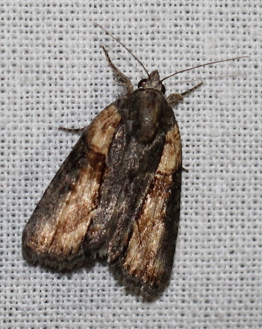 Bryophila raptricula/felina