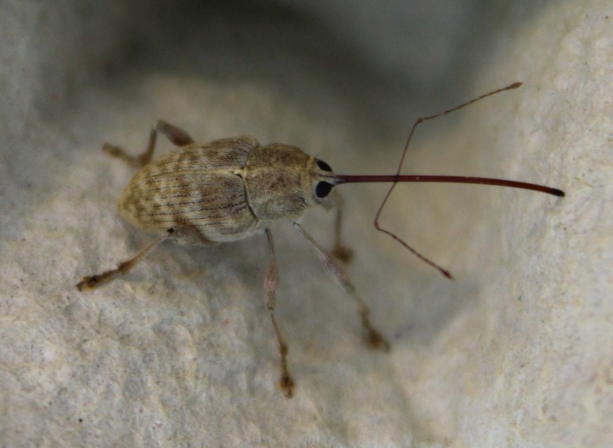 Curculio elephas - gesztenyezsuzsóka
