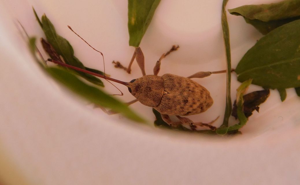 Curculio elephas - gesztenyezsuzsóka