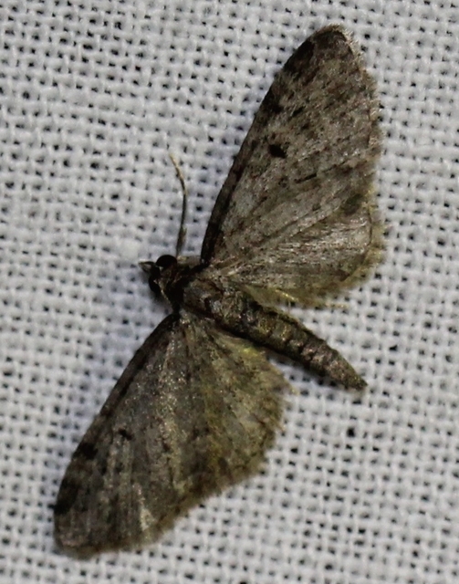 Eupithecia virgaureata - aranyvessző-törpearaszoló