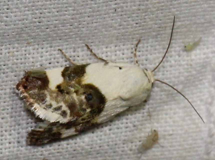Acontia lucida - fehér nappalibagoly