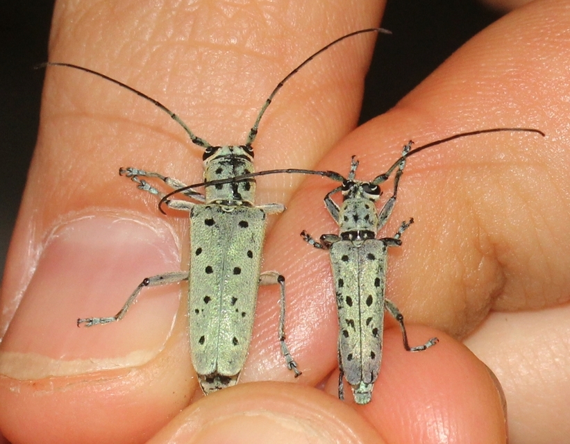 Saperda punctata - pettyes szilcincér Saperda punctata - pettyes szilcincér