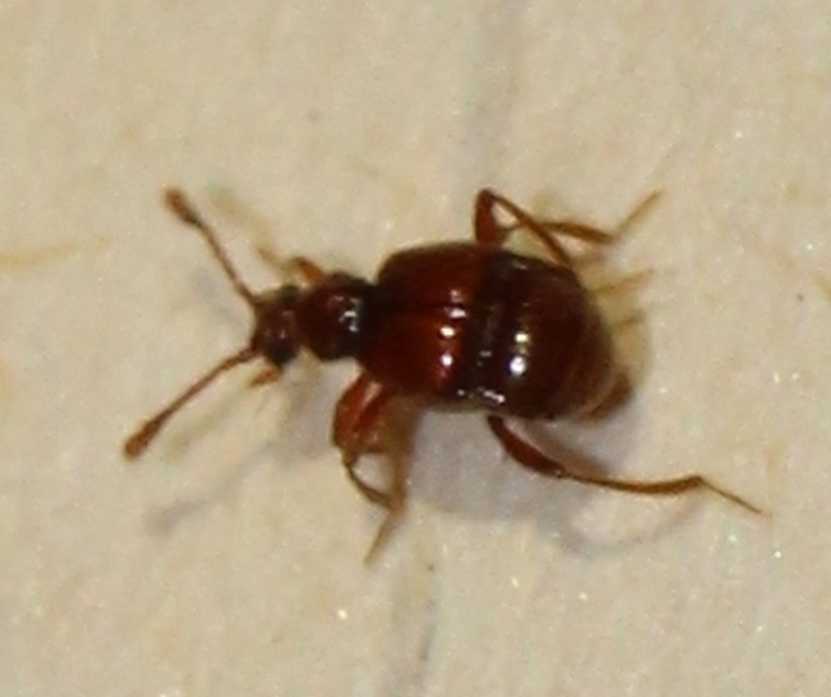 Brachygluta Brachygluta