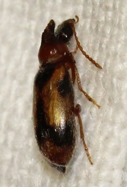 Notoxus monoceros - sárgahasú nyakszarvúbogár