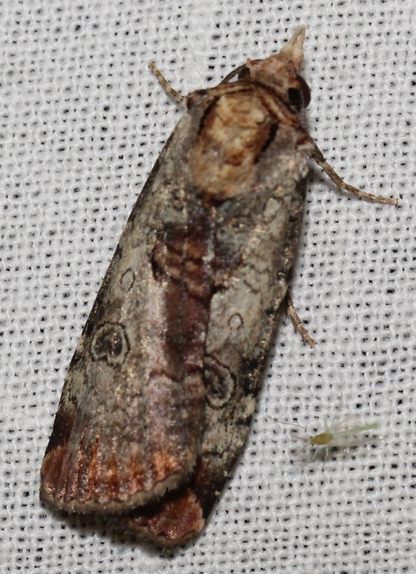Epilecta linogrisea - karcsú sárgafűbagoly