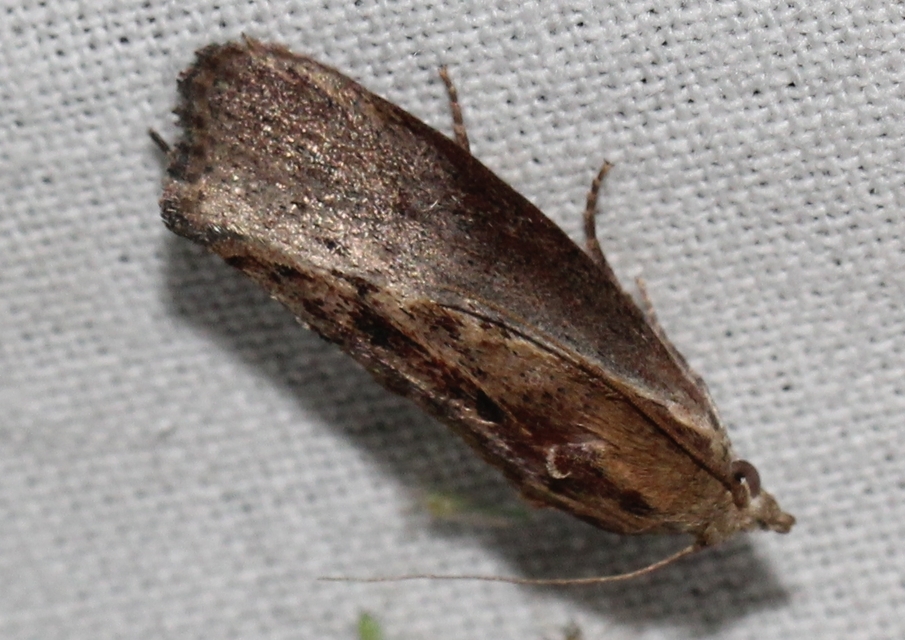 Galleria mellonella - nagy viaszmoly