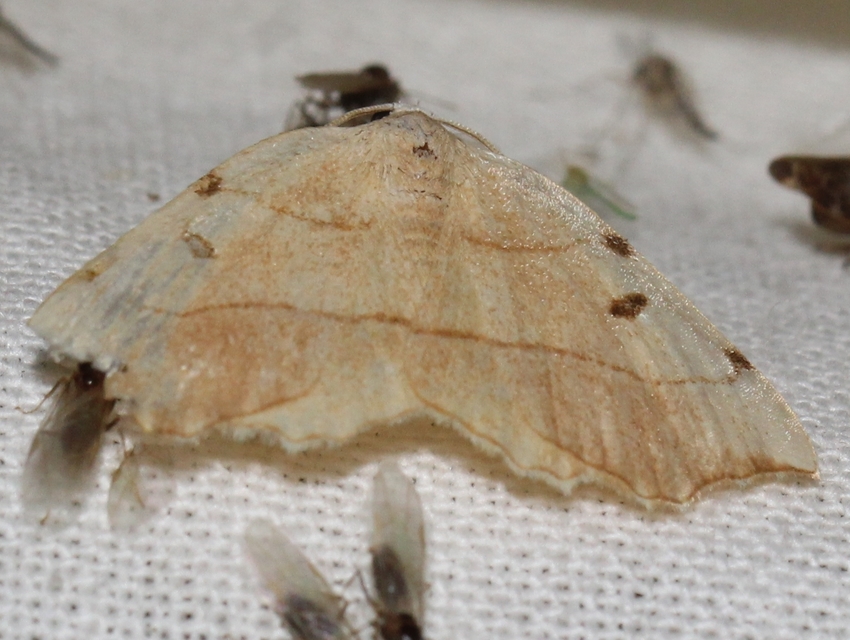 Eilicrinia trinotata - háromjegyű araszoló