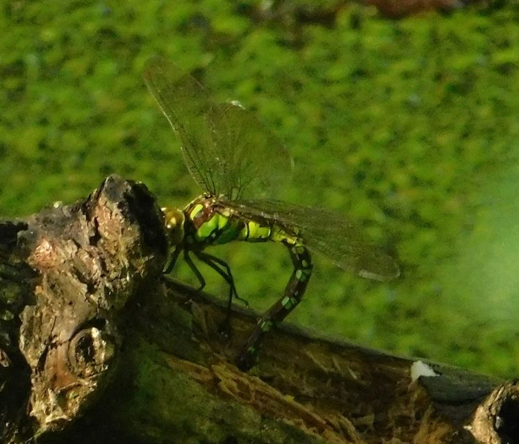 Aeshna cyanea - sebes karcsúacsa
