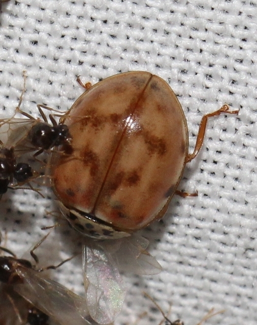 Harmonia quadripunctata - négypettyes katica
