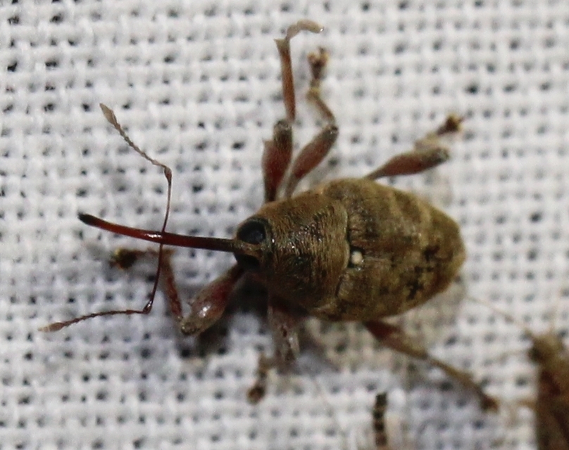 Curculio glandium - tölgymakkzsuzsóka