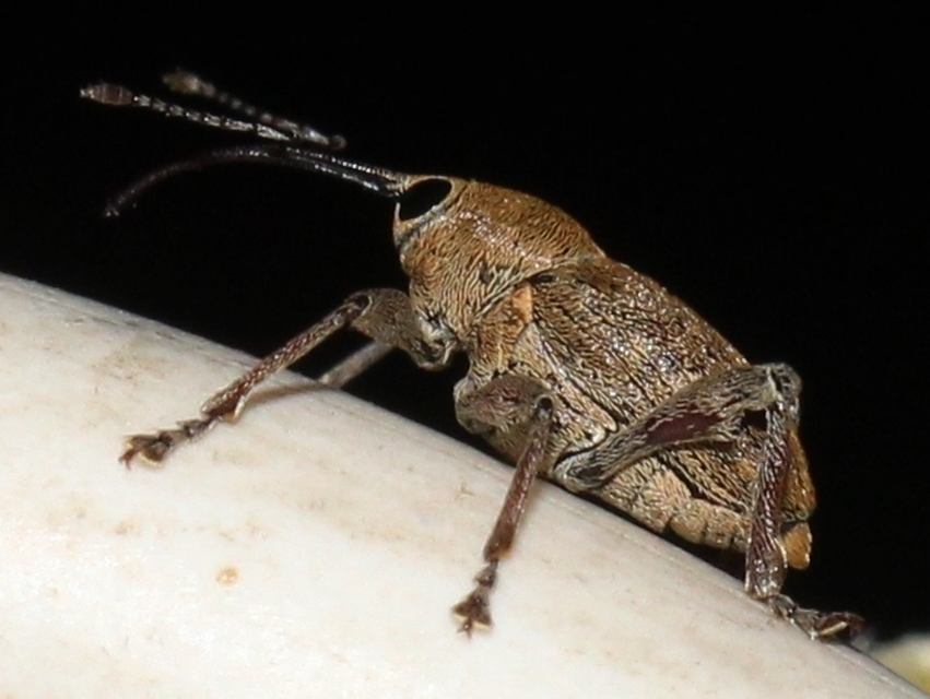 Curculio glandium - tölgymakkzsuzsóka